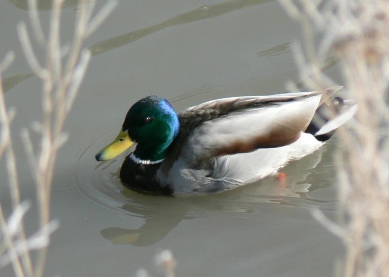 Утки на болоте