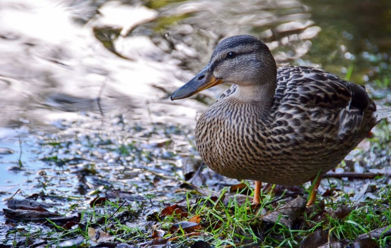 Болотная утка Чокас