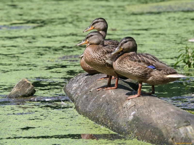 Утки на болоте