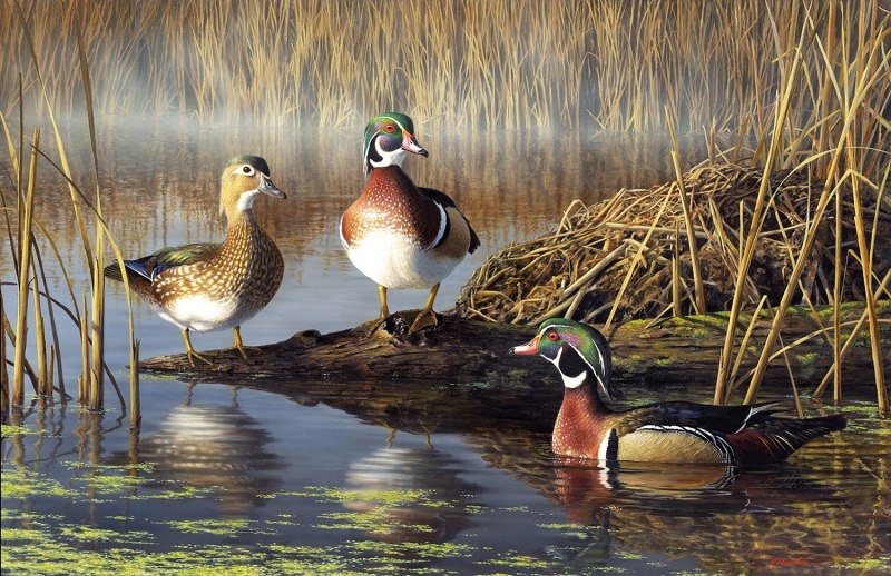 Береговая утка