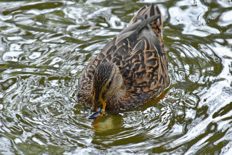 Птица кряква Болотная