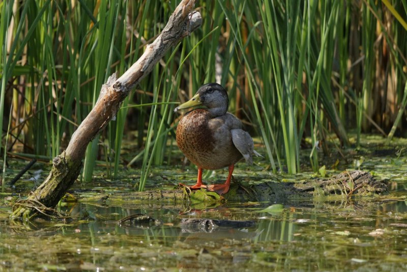 Болотная утка кряква