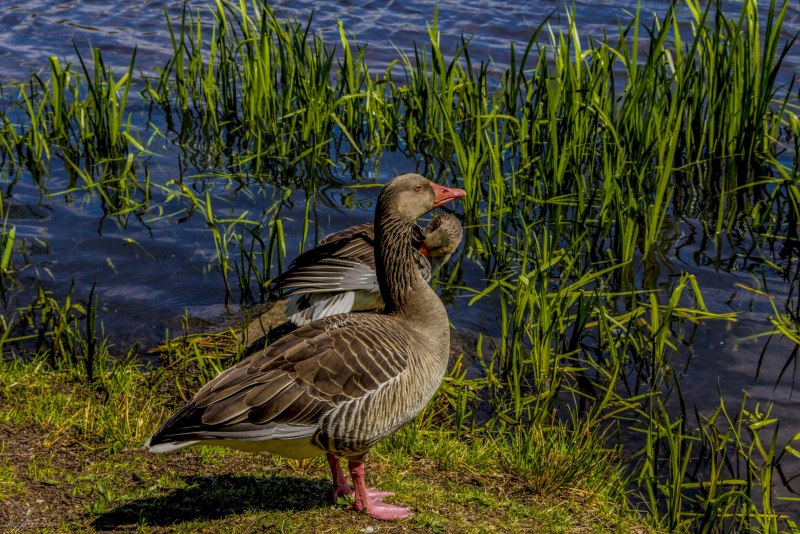 Молодняк кряквы