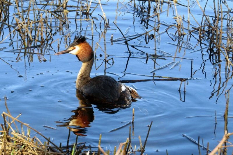 Утки плавают в пруду