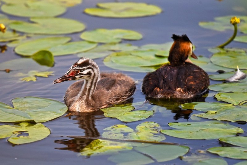 Птица кряква Болотная