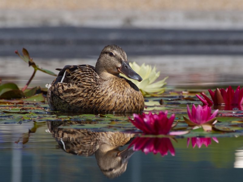 Живопись утки на озере