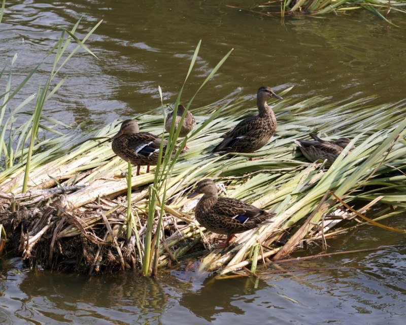 Кряква речные утки