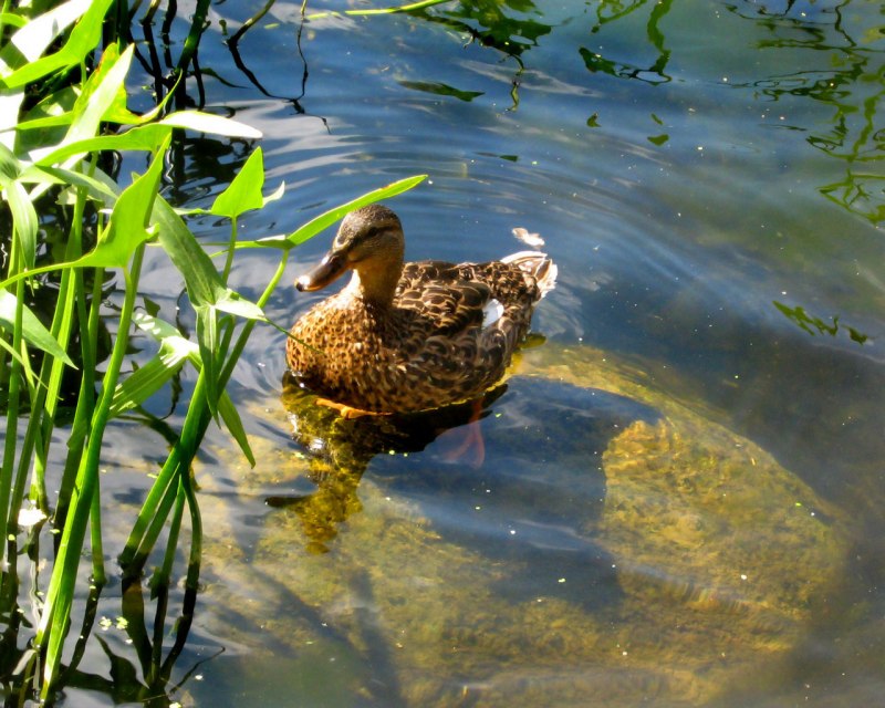 Природа вода утки