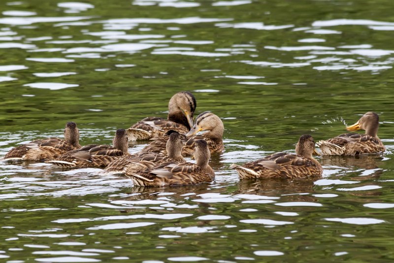 Утки на воде