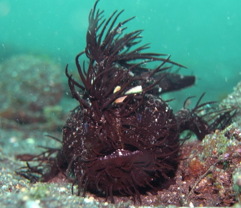 Удильщик бородавчатый клоун