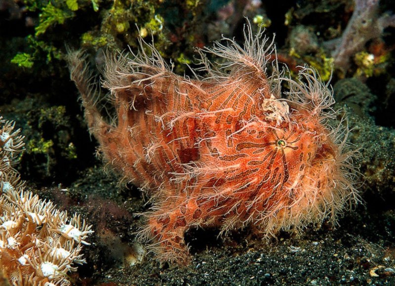 Рыба клоун удильщик