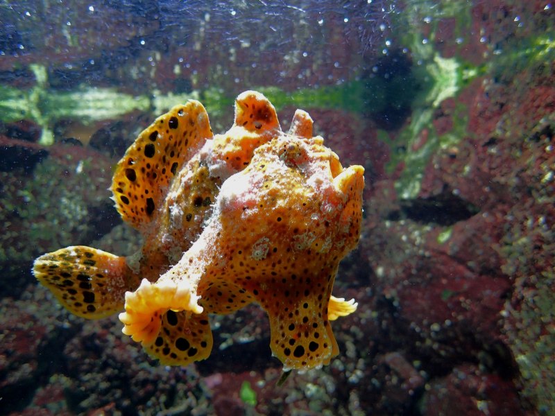 Удильщик бородавчатый клоун