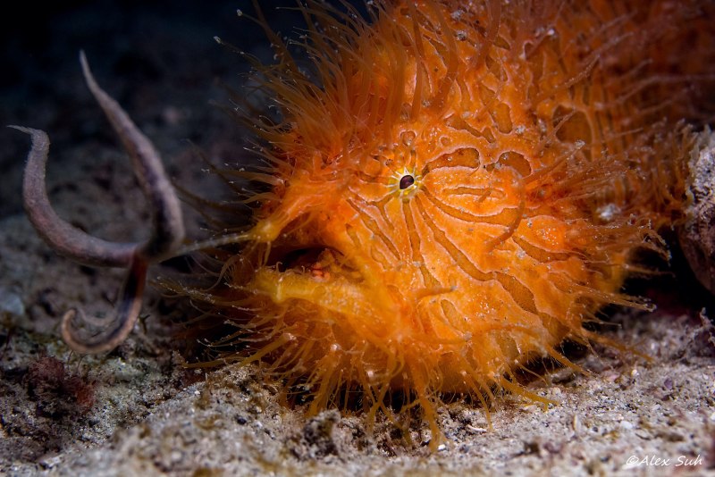 Морской волосатик