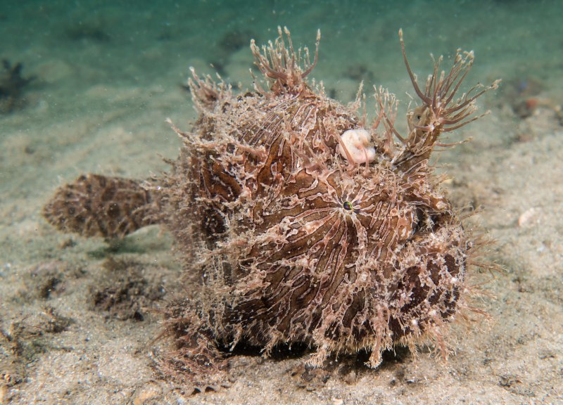 Таитийская бородавчатая рыба-клоун