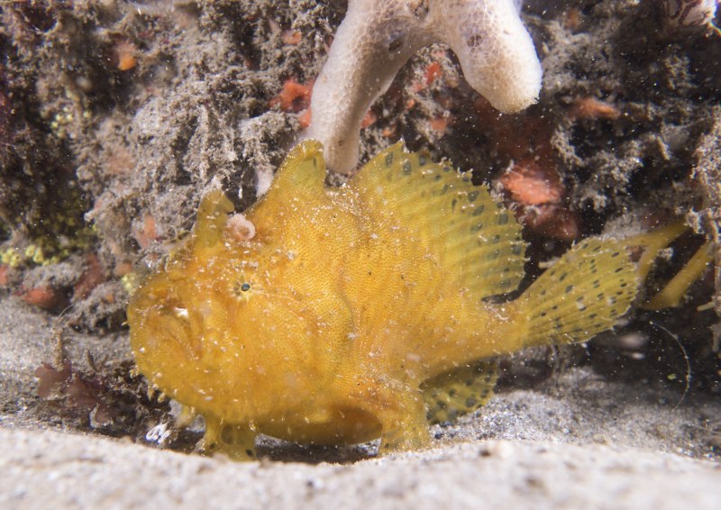 Бородавчатый удильщик