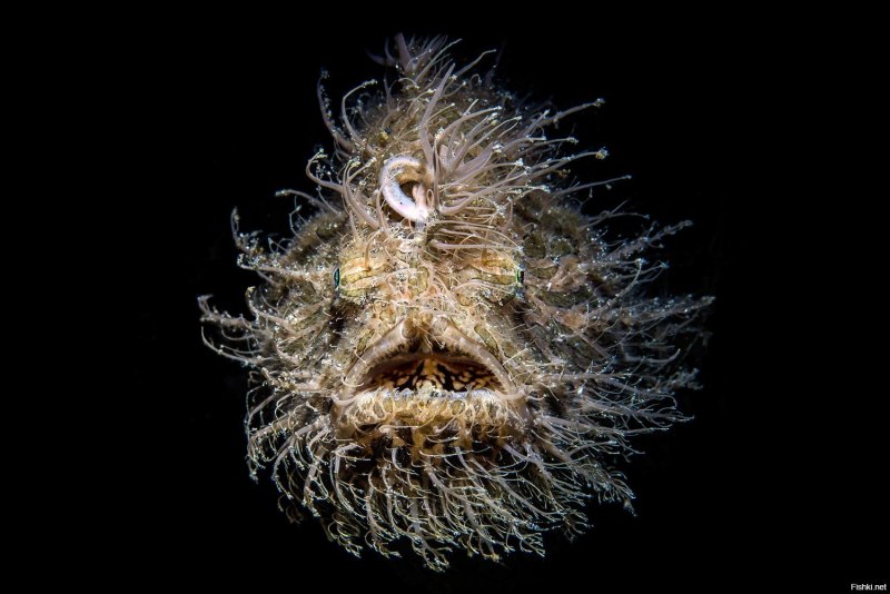 Таитийская бородавчатая рыба-клоун