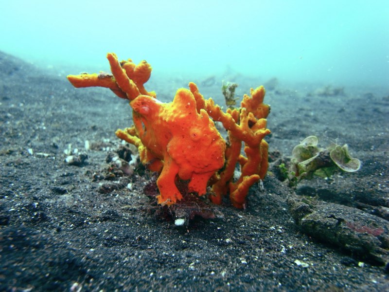 Тайская бородавчатая рыба клоун