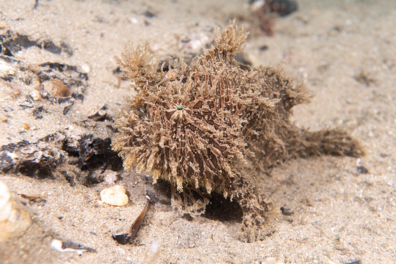 Таитийская бородавчатая рыба-клоун