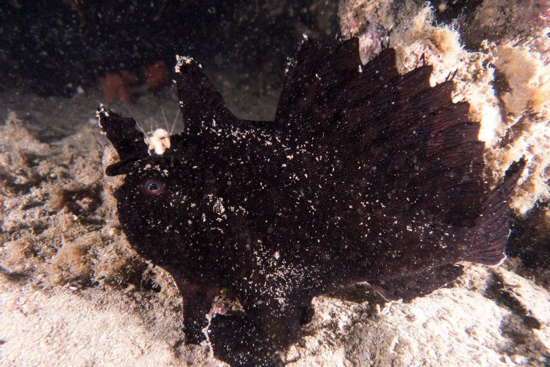 Рыбы клоуна в Приморском океанариуме