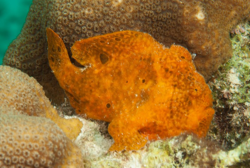 Рыба бородавчатая лягушка