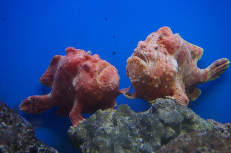 Бородавчатый клоун рыба бородавчатый