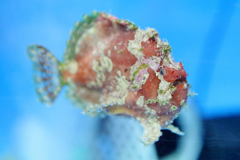 Остров Амбон рыбы