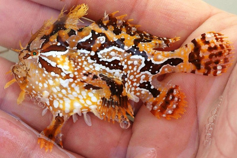 Клоун Перкула