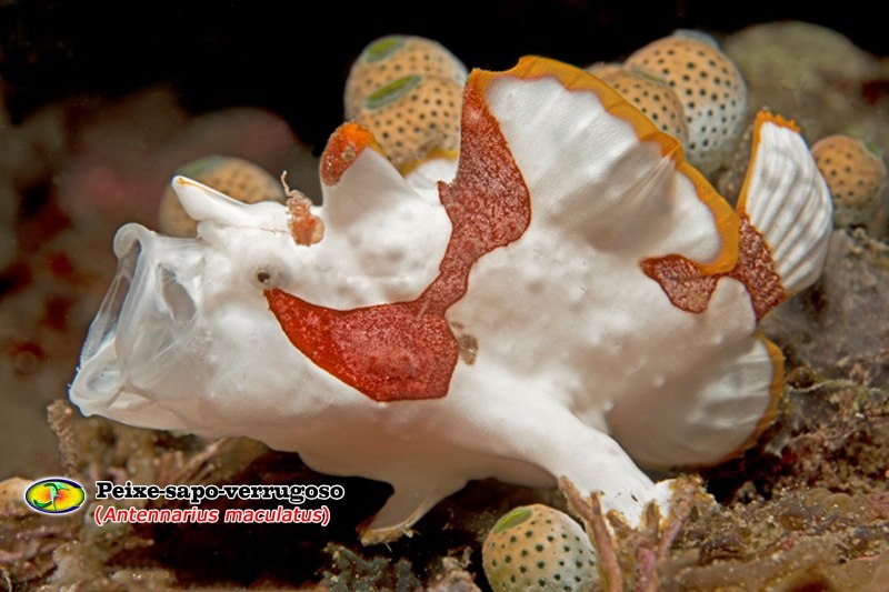 Рыба-клоун бородавчатая зеленая, m /Antennarius maculatus (9-10см)