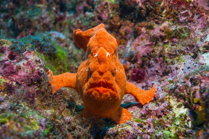 Психоделическая рыба-лягушка