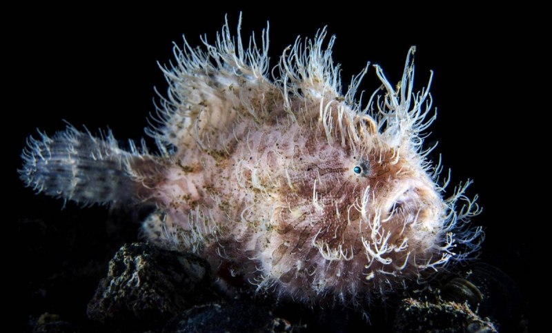 Мохнатый удильщик Джордана