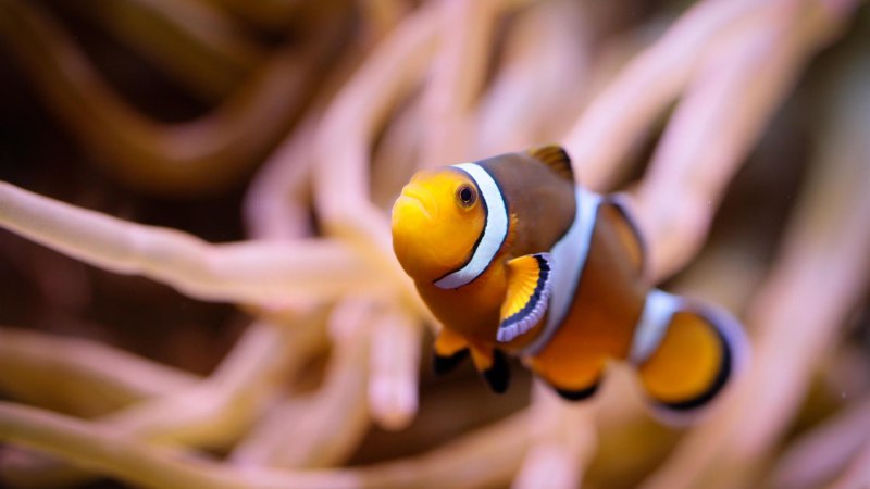 Удильщик бородавчатый клоун