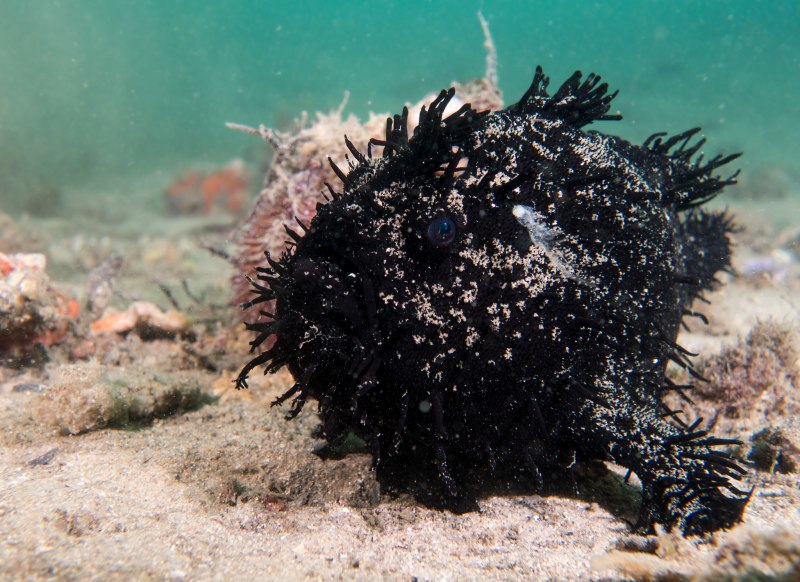 Бородавчатый удильщик