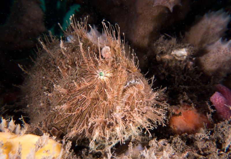 Бородавчатый удильщик