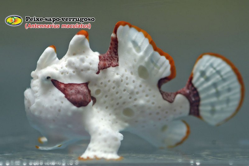 Рыба жаба удильщик