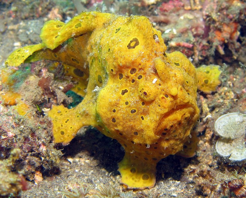 Antennarius pictus