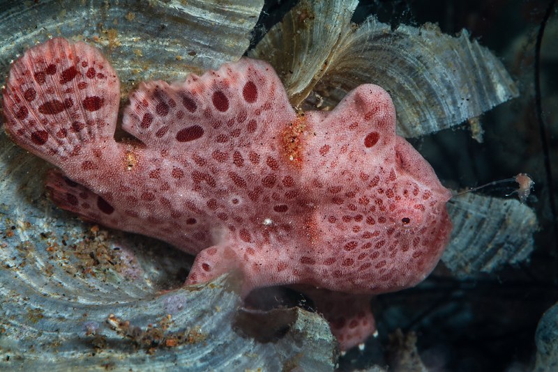 Бородавчатый клоун рыба бородавчатый