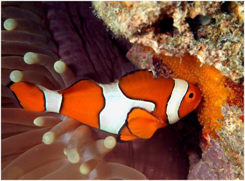 Океанская бородавчатка