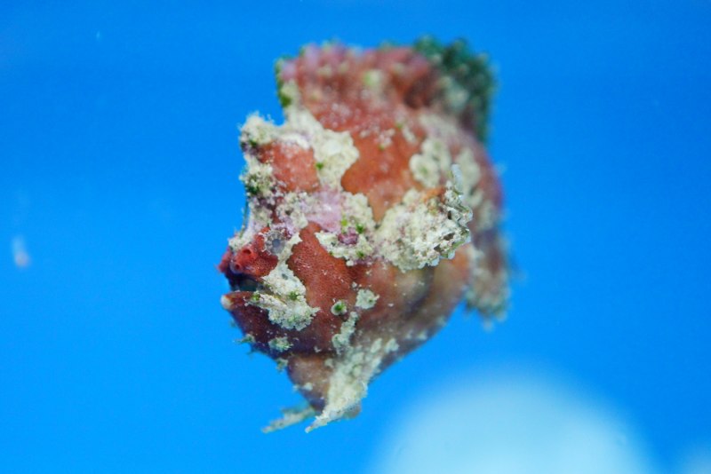 Рыба-клоун бородавчатая s/Antennarius maculatus 3-5см