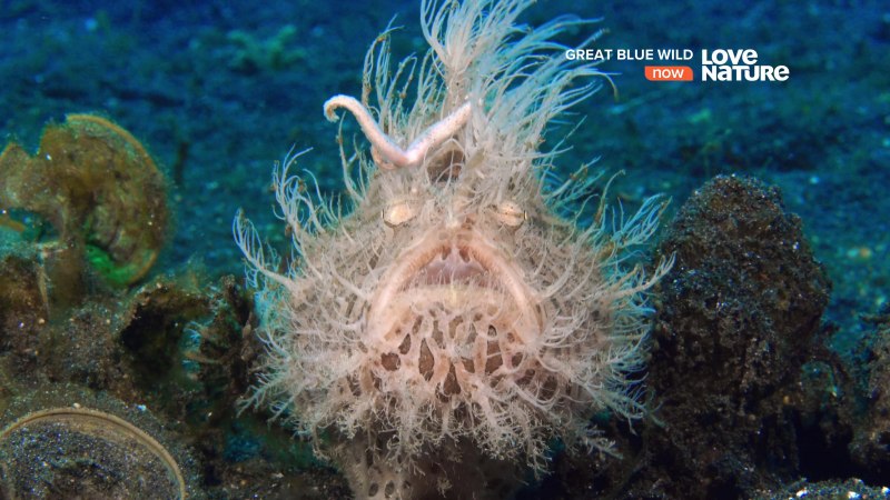 Психоделический клоун Histiophryne Psychedelica