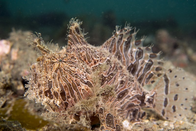 Antennarius striatus