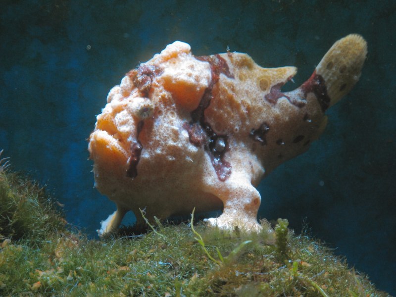 Батрахус рыба жаба