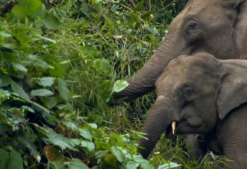 Индийский слон