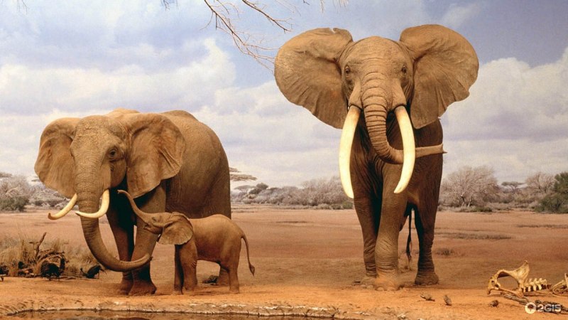 Серый Слоник