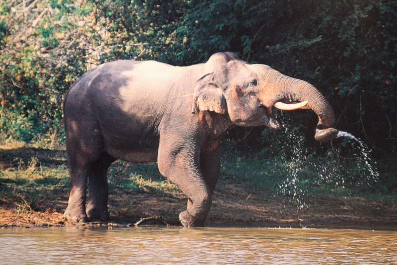Индийский слон самец