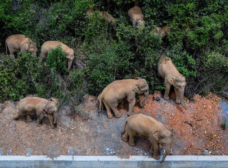 Цейлонский слон