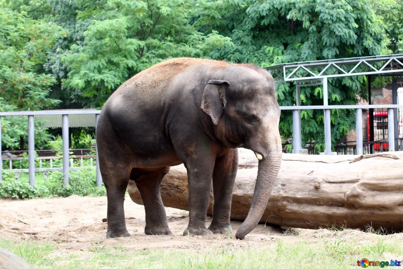 Как спят слоны в дикой природе