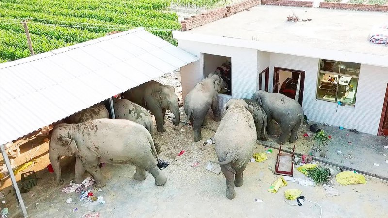 Боевые слоны Ганнибала