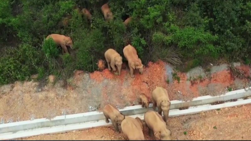 Хоботные индийский слон