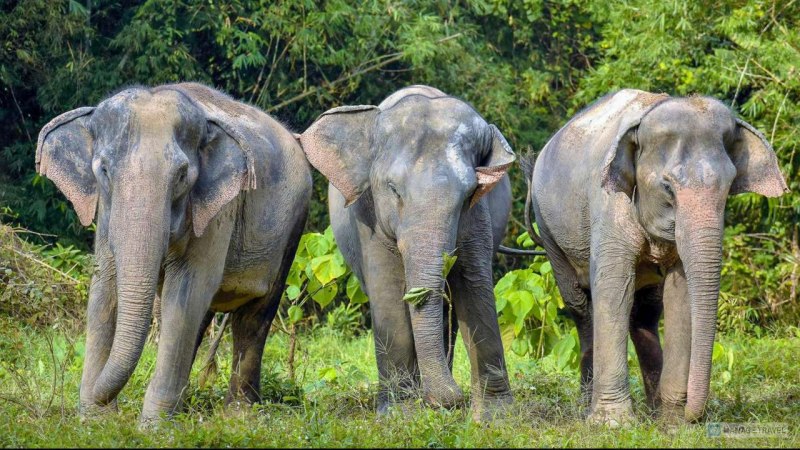 Разъяренный слон