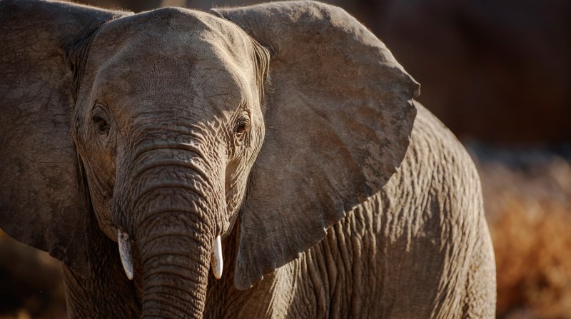 Африканский слон